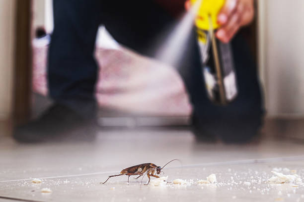 Best Flea Control Services  in Sardis, MS